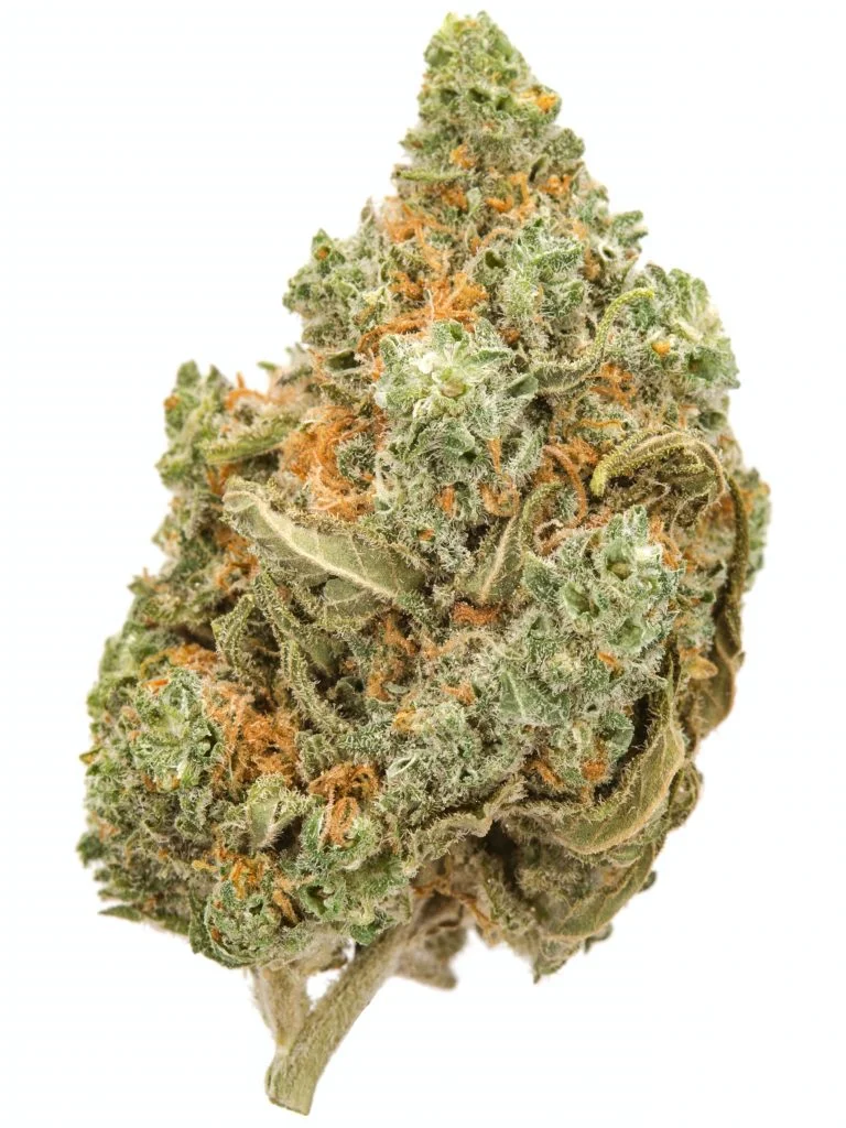 Amnesia-Haze-Strain-1-768x1024-1 Amnesia Haze Strain