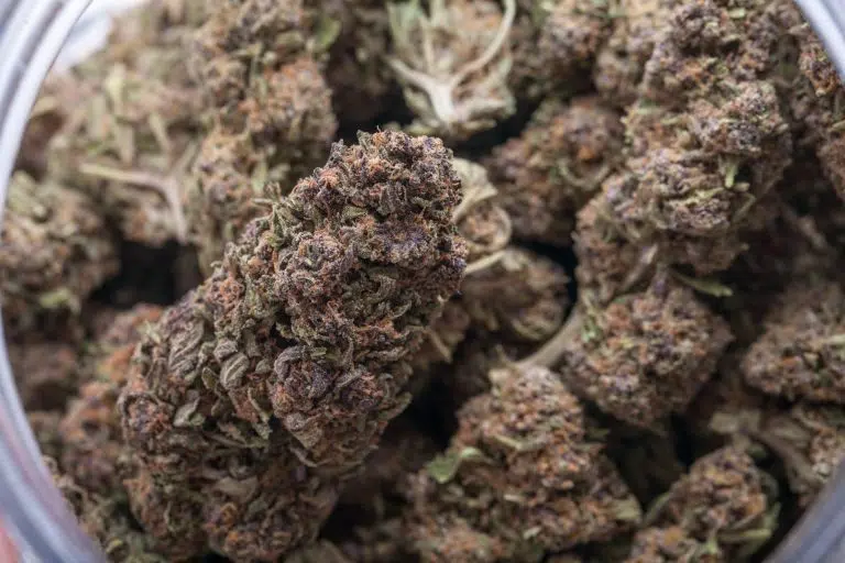 Black-Domina-Strain-png-picture-768x512.jpg Black Domina Strain