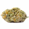 buy king tut marijuana strain