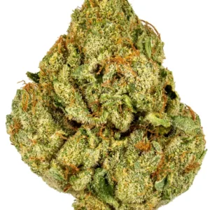 buy Big Bud online