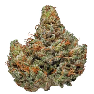 Buy Master Kush Strain online