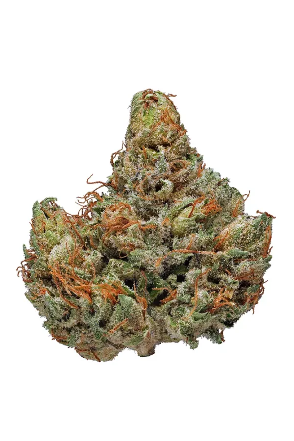 Buy Master Kush Strain online