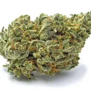 buy White Buffalo sativa strain