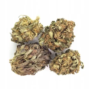 Buy Critical Kush Cannabis Strain