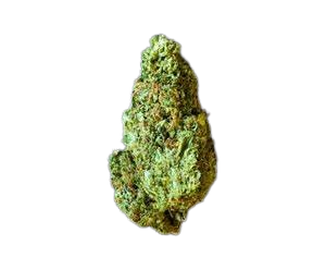 Galileo Kush for Sale Near Me