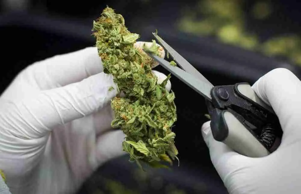 UK Online Marijuana Dispensary